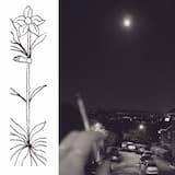 Ashes Over Shute Shelve