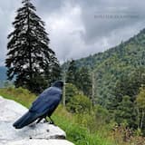 We’ll Rest Here Tonight