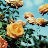 letting out a deep breath