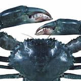 自分の "音楽 "を作るためにダラダラと休憩を取るようなことは、この世界にはない。