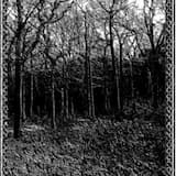 The Oak And The Spirit