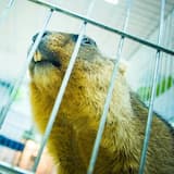 BEAVER CAGE
