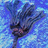Crinoid