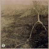 Faded Before Blossom