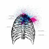 Processus Xiphoideus