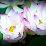 Meditation On A Burning House