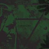 Mums | Chrysanthemum