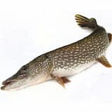 スーパーマーケットの魚は、茹でたときに毒ガスを噴出するまで生だった。