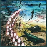 Flooding Iguanas / Waters