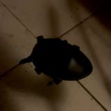 OVERTURE I: CAN YOU SEE ME