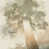 Lilsved