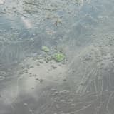 Bodensee (di visione / ein ort)