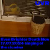 17.07.2024 singing of the cicadas