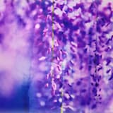 彼女の目に輝く