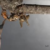 A Marriage of Flesh and Air