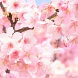 酔っぱらいの妖怪