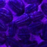 Trilobite Feeding Frenzy