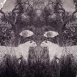 Autuaita ovat autuaat