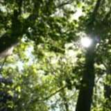 Something To Look Forward To