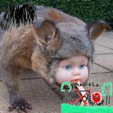 Mubby the Old Man Crab