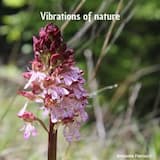 Vibrations of nature