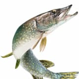 町の魚の墓地の魔女は、普通の魚を取り、マッシュポテトを持って町に戻ってきました