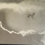 Í skjóli hárra trjáa