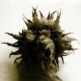 Comme Les Chiens, J'Éprouve Le Besoin De L'Infini