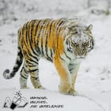 Gasoline Alley (Agents of Discord’s Bitcrushed Vapor‐Breaks bootleg)