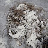 Would You Like a Vampire