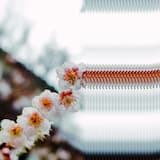 Anata Ha Tobacco Watashi Ha Shabon