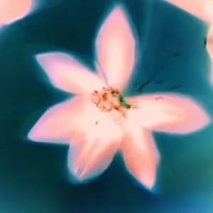 Your Magnolia avatar