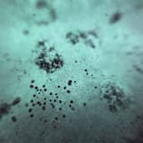 reflections in a glass eye