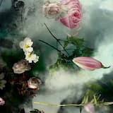 The Language of Flowers