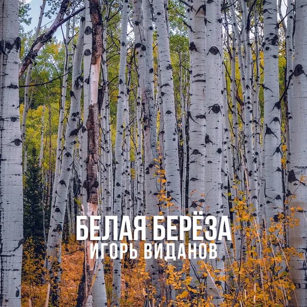 Белая берёза image