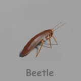 Beetle