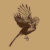 What Kind of Bird Am I