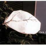 Peas in Basmati (remix)