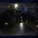 Vattenreflektioner över tallstammar