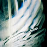 Divine Morpho, Shimmering