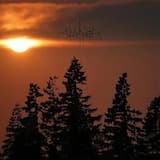 The Muses Thro’ Their Bowers