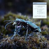 Touching the Ground Crossing the Air