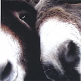 Talking Crematorium Blues