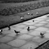 Untitled (Did You See Her?)