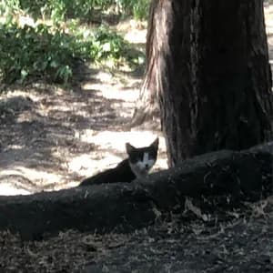 eightiesheadachetape avatar