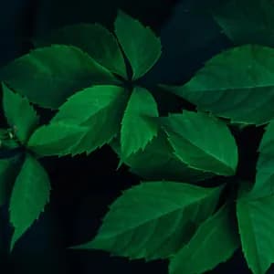 Massage Tribe avatar