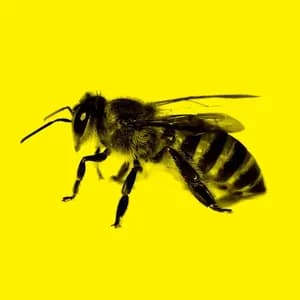 C-Show avatar