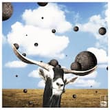 Corner an Owl in an Alcove