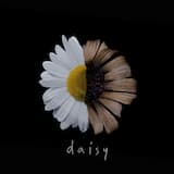 Daisy (acoustic)